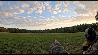 Goose quothuntquot franchi affinity shotguns and plenty of bothersome crows [upl. by Poucher185]