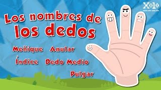 Nombre de los dedos de la mano español para niños  Videos Aprende [upl. by Niamor]