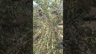 Arbequina zeytin arbequina zeytin olive nature farming zeytinyağı oliveoil garden shorts [upl. by Akciret]