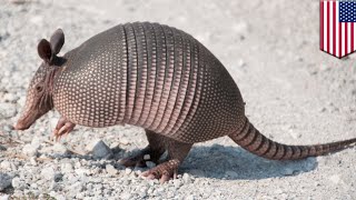 Bulletproof armadillo Man gets ricocheting bullet to the face after shooting armadillo  TomoNews [upl. by Lian]