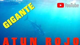 Pesca del atún rojo gigante Documental con grandes atunes rojoslos más potentes y salvajes¡¡ [upl. by Damalis952]