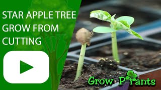 How to grow Star apple tree from cutting [upl. by Maryann]