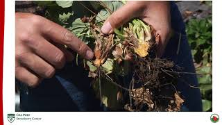 Strawberry Center Field Day 2020 V9 Susceptibility to Macrophomina Crown Rot in 65 Cultivars [upl. by Notyrb53]