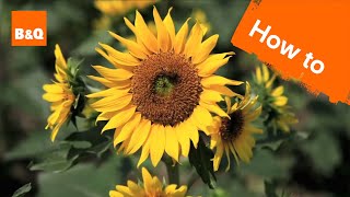 How to grow amp harvest sunflowers [upl. by Aivull275]