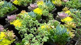 Patio Magic® Succulent Combination pots [upl. by Platt]