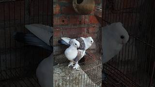 Beauty Of Satinette Pigeon  Fancy Pigeon Videos  Pigeon Videos pigeonslovers pigeonsvideo [upl. by Dryden]