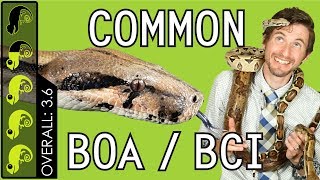 Common Boa BCI The Best Pet Snake [upl. by Werby]