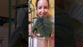 Gorgeous Alocasia Melo alocasia blossomsforalifetime [upl. by Minne]