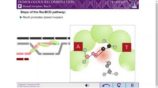 HOMOLOGOUS RECOMBINATION [upl. by Elohcan]