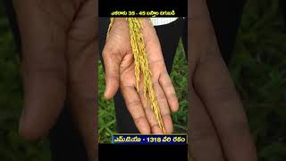 ఇంప్రూవుడ్ స్వర్ణ వరి రకంగా ఎమ్టియు  1318  Best Rice Variety MTU  1318  Karshaka Mitra shorts [upl. by Harbird]