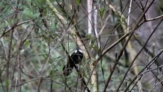 Eastern Whipbird [upl. by Melgar]