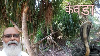 केवड़े के पानी से कैसे ले फायदे pendanus tectorius  umbrella tree I jagdish vala [upl. by Ringler]