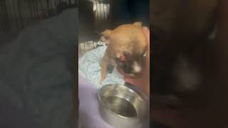 GRAPHIC Newborn Puppy Found Suffering With An Eye Painfully POPPED From Its Socket STORY BELOW [upl. by Meryl]