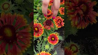 Gaillardia SpinTop Mariachi Copper Sun [upl. by Adnahcir]