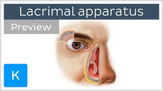 Lacrimal apparatus gland canaliculi duct and other structures preview  Human anatomy  Kenhub [upl. by Nilo175]