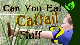 Can you eat cattail fluff [upl. by Jsandye]