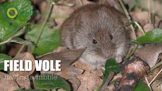 Field Vole  Microtus agrestis  having a nibble [upl. by Oconnor828]