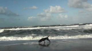 Hundeurlaub Dänemark Hunde toben am Strand [upl. by Folger809]