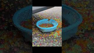 Crushing Crunchy amp Soft Things by Car EXPERIMENT Car vs Orbeez shorts [upl. by Nitnerb270]