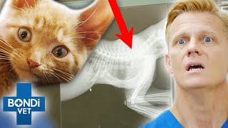 Vet Fights For Deformed Kitten With 1YearToLive Diagnosis 😭💔  Bondi Vet Clips  Bondi Vet [upl. by Rafat]