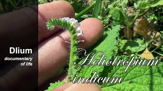 Indian heliotrope Heliotropium indicum  part 3 [upl. by Assillam]