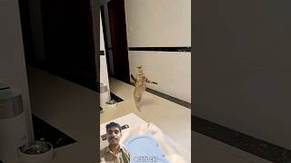 very funny video cat pets cats trending funnycat [upl. by Ettesel]