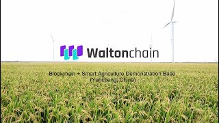 Waltonchains Blockchain  IoT solution for Smart Agriculture [upl. by Abagail]