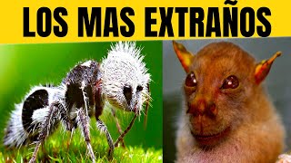 Las 10 Especies De ANIMALES Más Extrañas DESCUBIERTAS Recientemente [upl. by Leiru678]