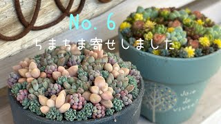 No6 家にあるセダムでちまちま寄せをしました💕多肉植物 [upl. by Dex]