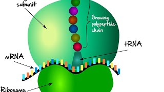 ribosomesprotien rough endoplasmic reticulum cytoskeletonmicrotubules [upl. by Adni]