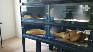 Warning Live Feeding Reticulated Pythons [upl. by Salahi]