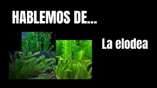 Hablemos de la ELODEA DENSA [upl. by Eardnaed748]