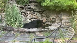 Bear in my backyard using my water feature to cool off 90 degrees [upl. by Gobert862]