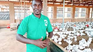 Massive Poultry Production in an Integrated Farm [upl. by Ocirema936]