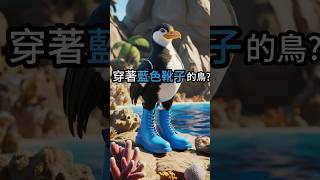 穿著藍色靴子的鳥😆nature animals birds foot [upl. by Linc]