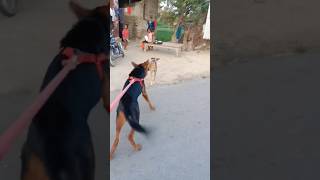 Dog fight  mix german shepherd dog vs Street dog 1v1 dog fighting video shorts short [upl. by Mccourt253]