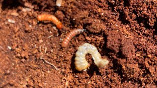 Pine Beetles Found in Texas WATCH OUT Your trees might be at risk [upl. by Attehcram]