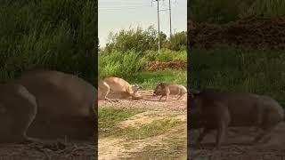 Close range of wild animals Fantastic animals on Douyin Animal world Predation moments Wild animals [upl. by Maite]