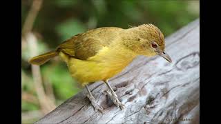 Yellowbellied Greenbul calling [upl. by Libbna]