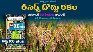 Nishta x6 Plus Paddy seeds Telugu  Nishta x6 Plus Paddy variety  Agriculture [upl. by Aiciles864]