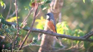 Rufous Whistler Pachycephala rufiventris [upl. by Aisaim73]