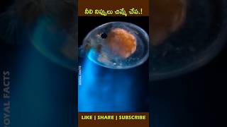 You Light Up My Worldfactsintelugu ostracods amazingfacts [upl. by Alf]