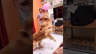 Rocky playing with ballon 🥰 dogslove trending doglovers love charlie lovedance youtubeshorts [upl. by Ogait334]