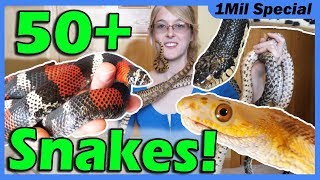 Reptile Room Tour 2019 Meet My Pets [upl. by Boj295]