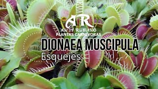 ¿Cómo hacer esquejes de Dionaea Muscipula en musgo sphagnum  Andy Rubiano™ [upl. by Kruse464]