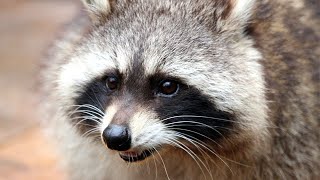 Raccoon Sounds  Raccoon Noises  Raccoon Sound Effect  Animal Sounds [upl. by Theola]