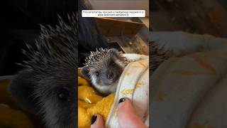 This kind family rescued a hedgehog trapped in a pipe and then adopted it animalshorts [upl. by Gayner]