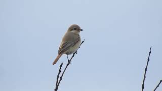 Daurische KlauwierDaurian Shrike NHDuinreservaat Heemskerk The Netherlands 30102024 [upl. by Eelesor]