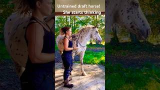 Untamed drafthorse ran off… but learns how to regulate this time abandoned equestrian training [upl. by Inaffets524]