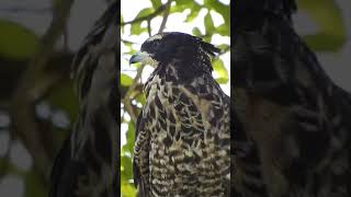 Crested Honey Buzzard fledgling Day 74 [upl. by Annoyek]